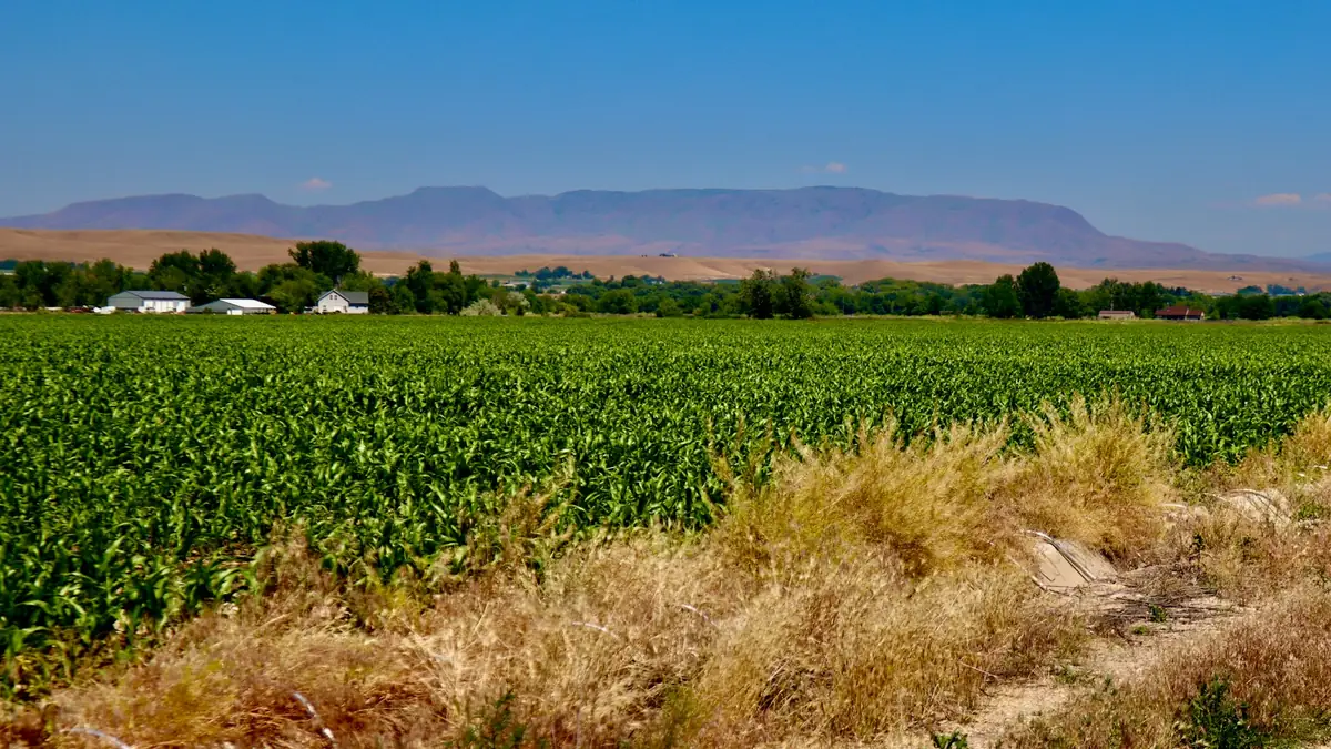 A green crop field with a town and flat-topped hills beyond - Leak Detection in Caldwell